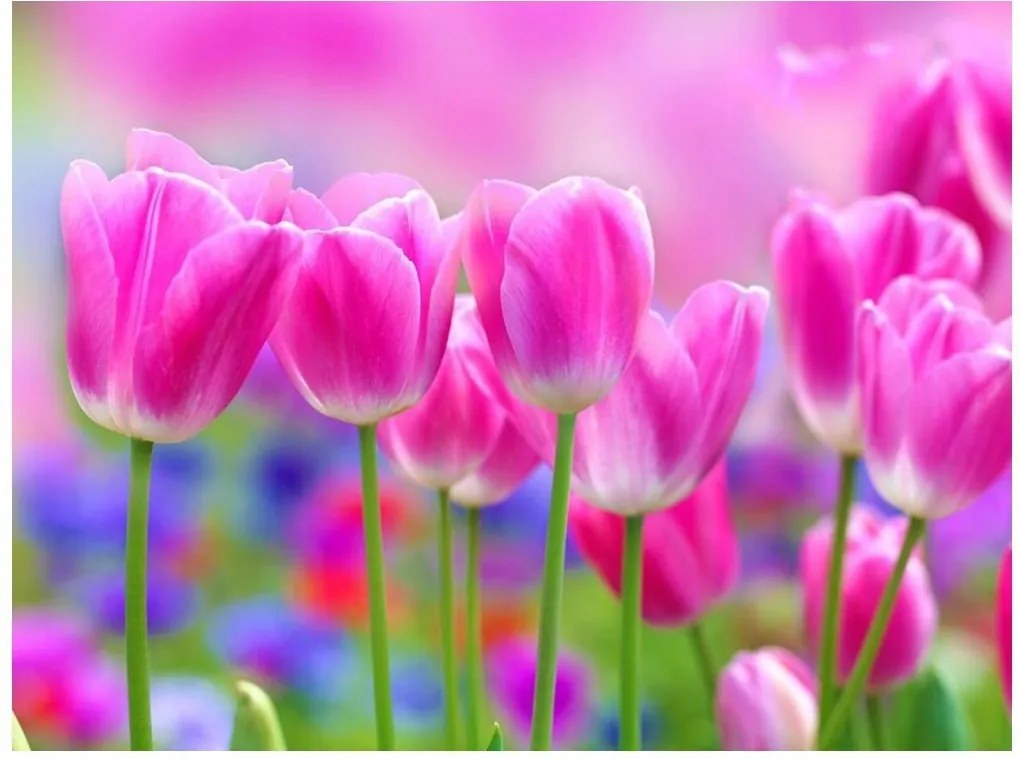 Fotótapéta tulipán virágok fotótapéta 416 x 254