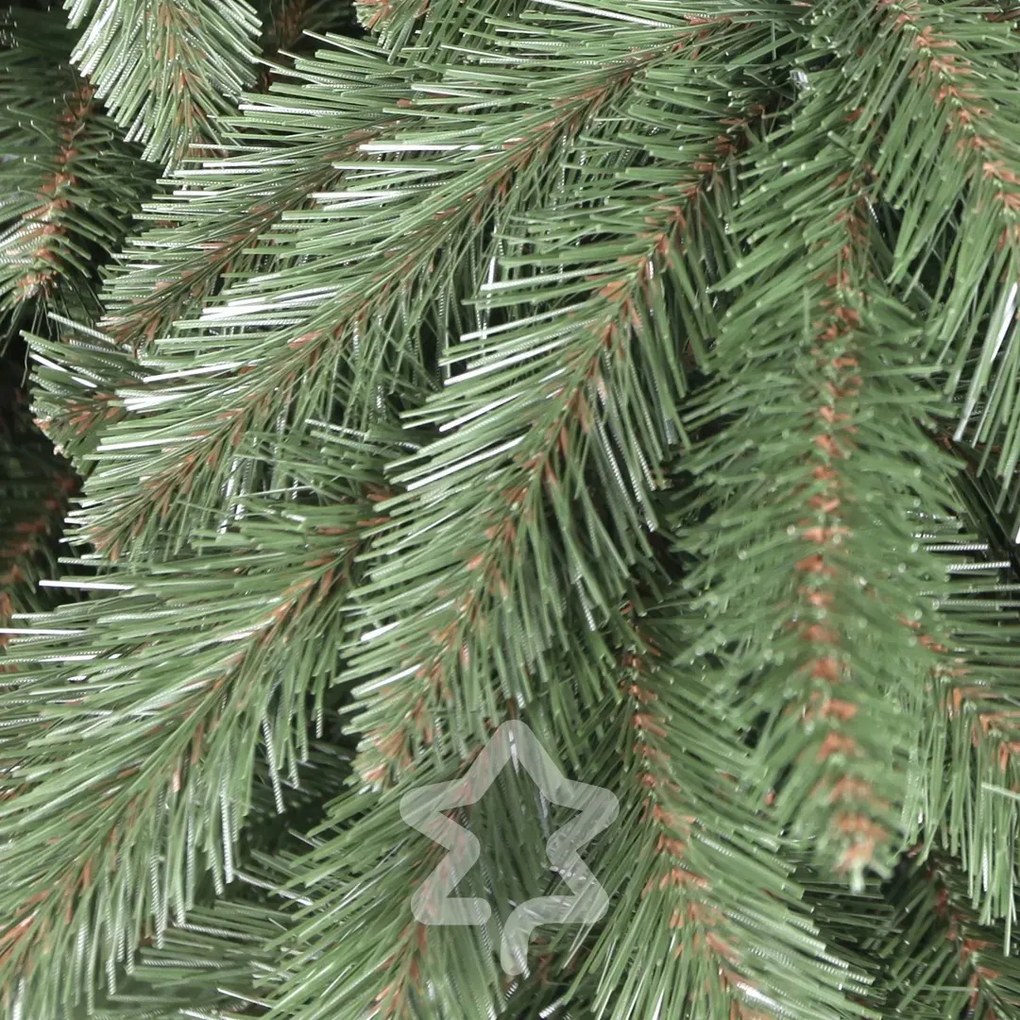 Kaukázusi lucfenyő 2D 220 cm