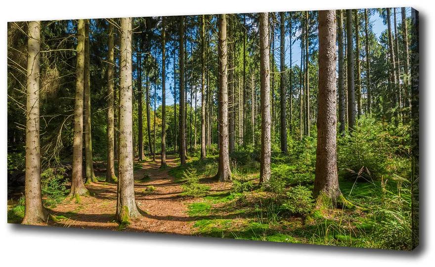 Vászon nyomtatás Panorama erdő pl-oc-100x50-f-93946389