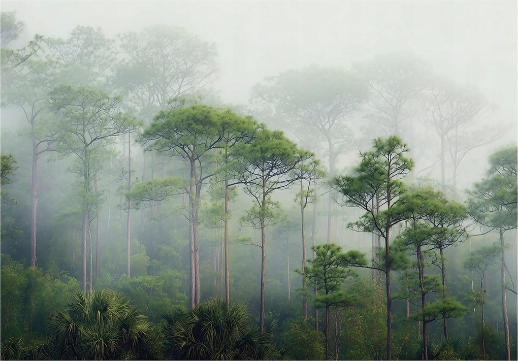 3D Fotótapéta Erdő Fák Köd Zöld Falra Hálószoba Nappali 350x250