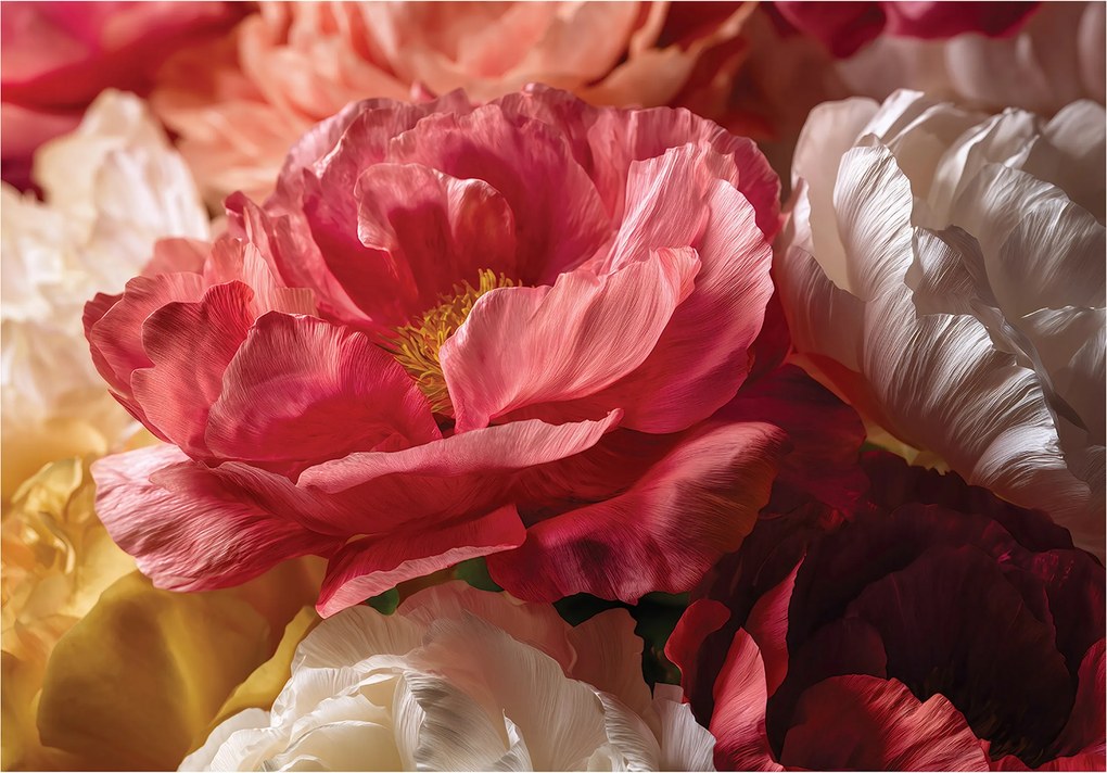 Fotótapéta Virágok Bazsarózsa Rózsák Hálószoba Nappali Tapéta Flizelina 200x140