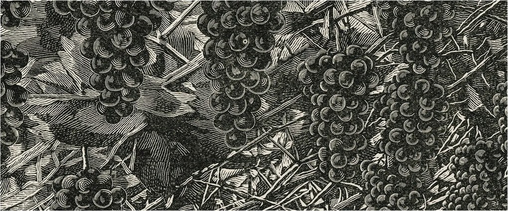 Tapéta Flizelin Falfestmény Prémium Szőlő nyomtatás 250x104 Ragasztó