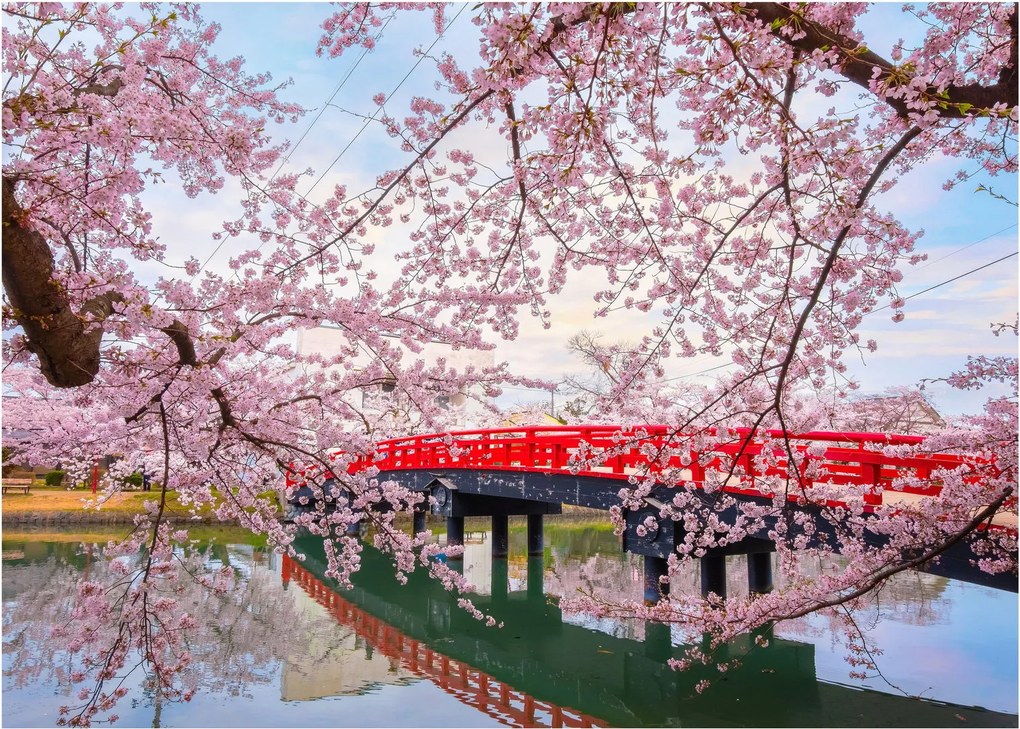 Üveg kép - Hirosaki, Japán (70x50 cm)