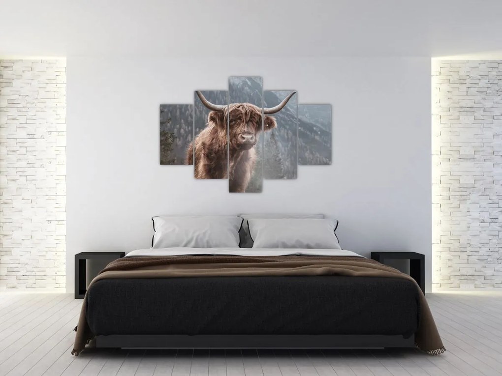 Kép - Highlander tehén (150x105 cm)