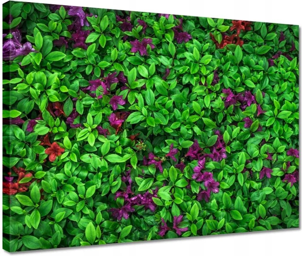 Vászonkép 40x30 Kerti azálea