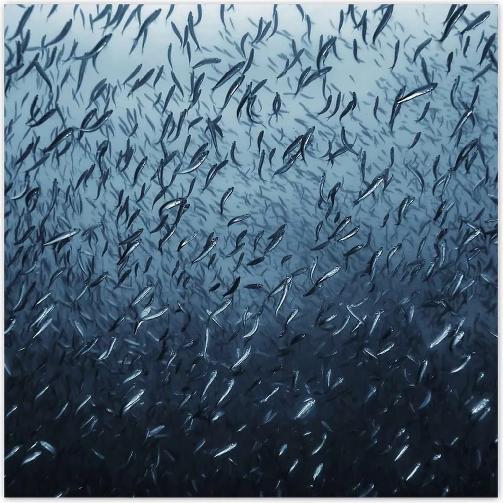 Poszterek 100x100 Túrázás halrajok víz