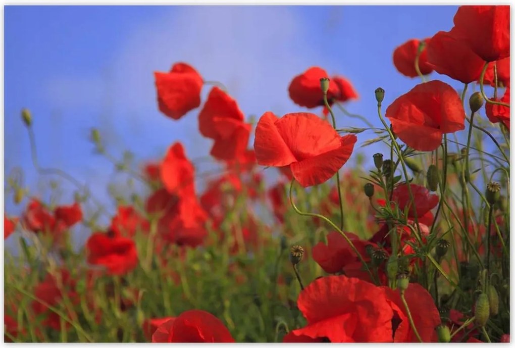 Poszterek 120x80 Pipacsok az égbolt hátterében