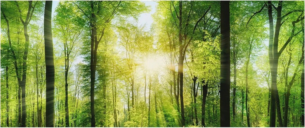 Dekoratív fotótapéta az irodába Erdei harmónia 250x104 Ragasztó