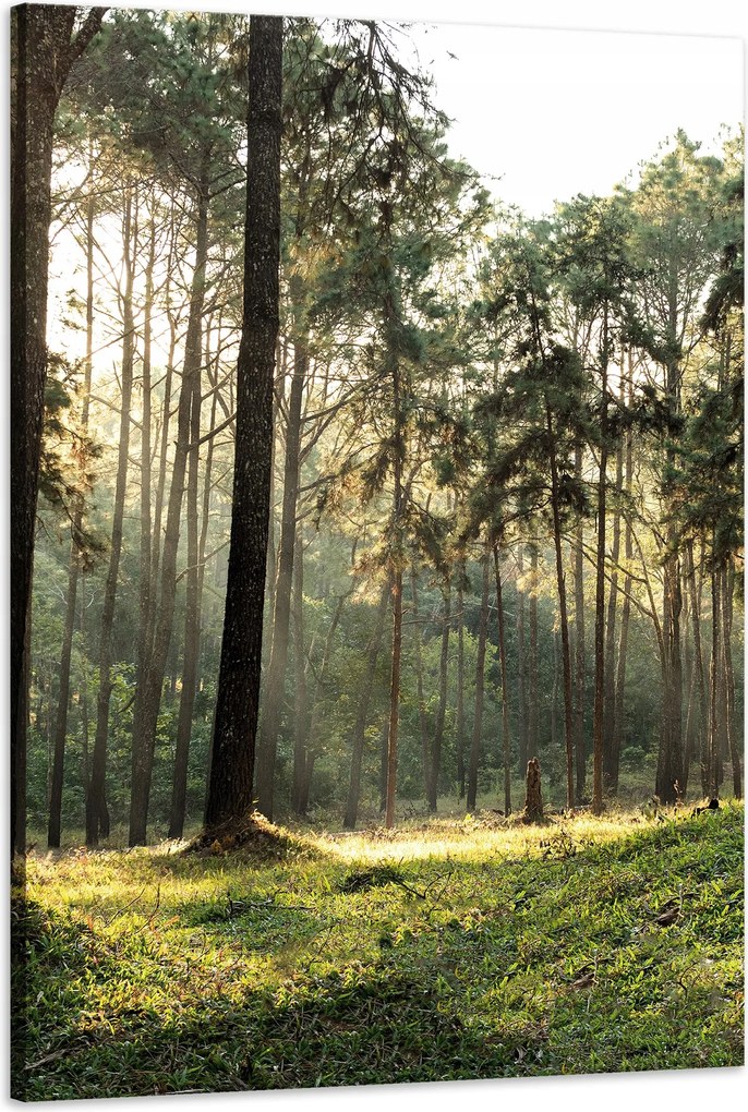 Vászonkép Erdő Fák Nap Természet 60x90 cm