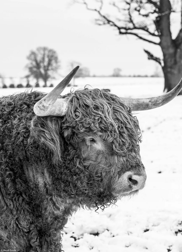 Poszter 20,5x28,4cm Hegyi tehén, Assaf Frank