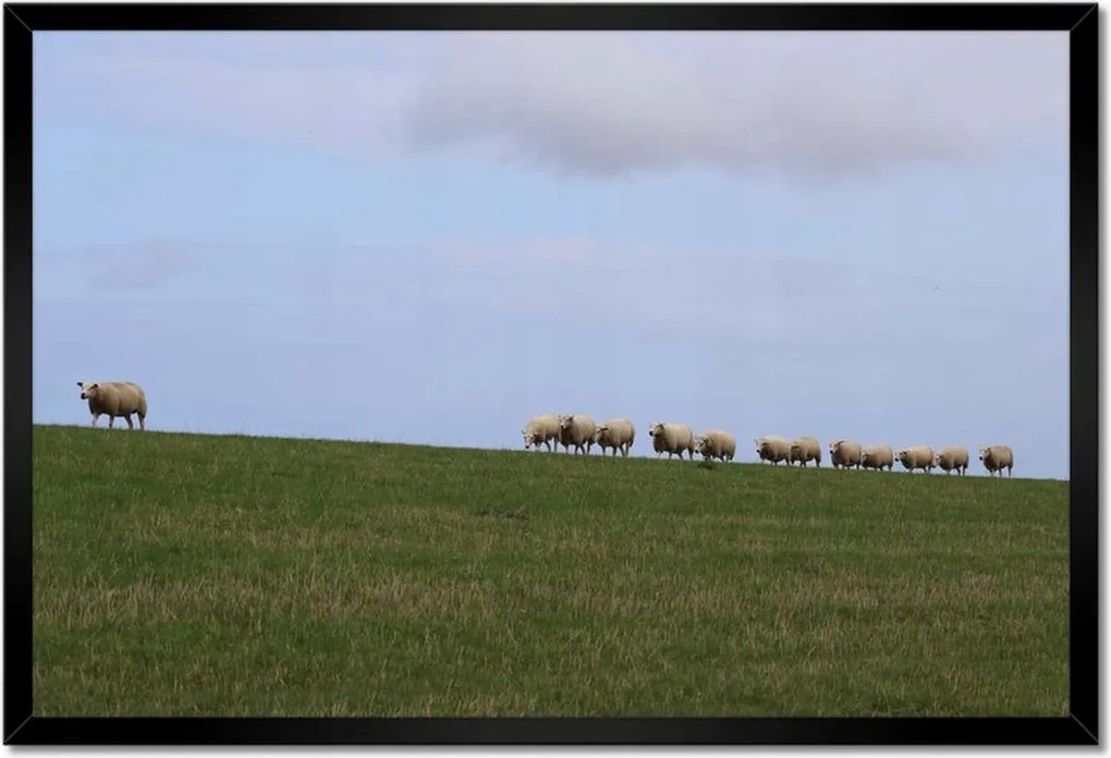Poszterek keretben 60x40 Juh legeltetés Bárányok