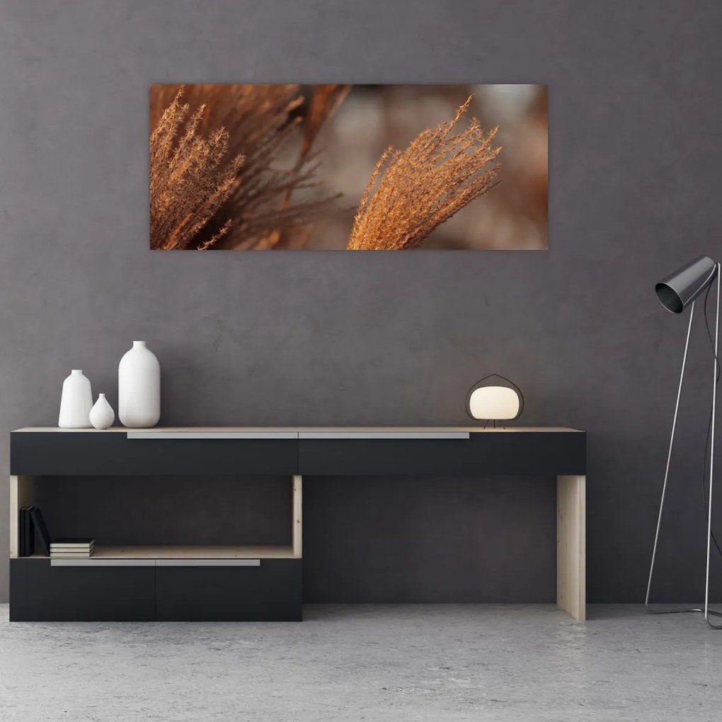 Kép - Cortaderia (120x50 cm)