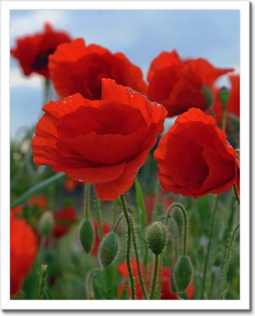 Poszterek keretben 40x50 Mezei pipacsok az égbolt hátterében