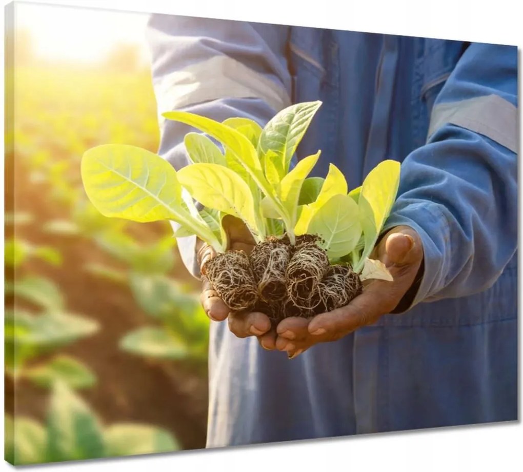 Vászonkép 50x40 Növénypalánták a mezőn