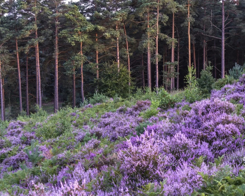 Poszter 50x40cm Hanga és fenyő, Assaf Frank