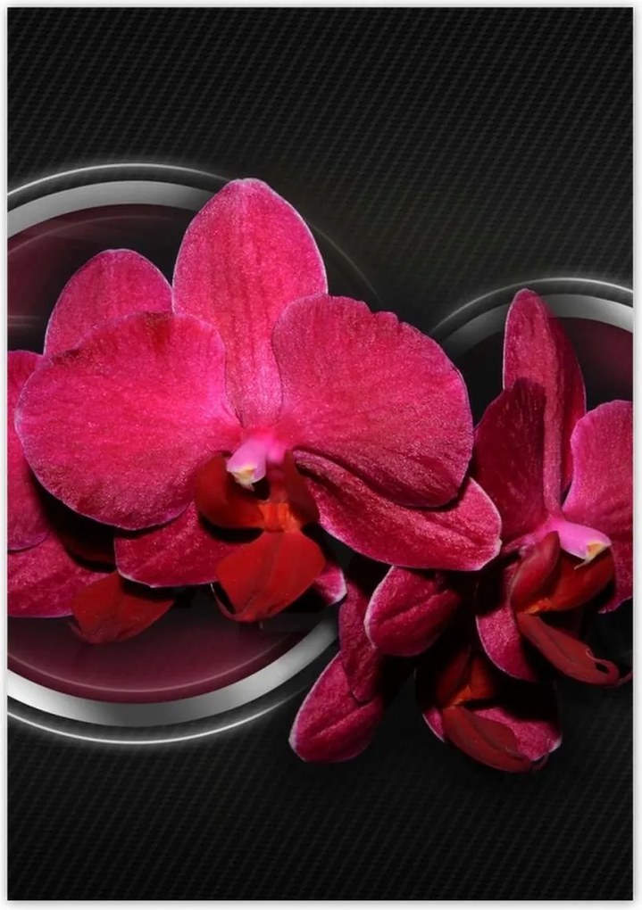 Poszterek 70x100 Orchidea golyókkal