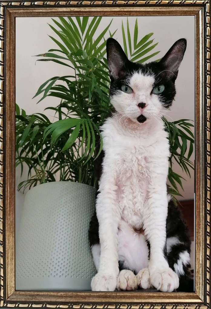 Kész képkeret, álló és függő, 15mm fa, 20x30, ezüst