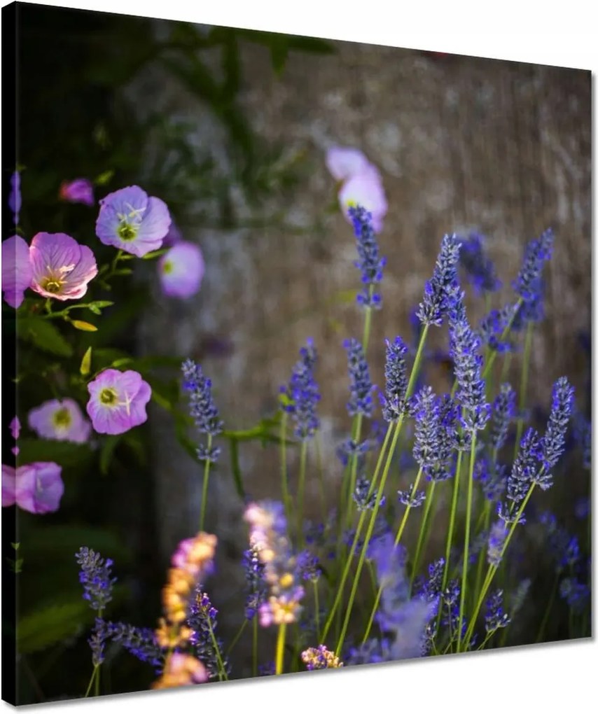 Vászonkép 40x40 Levendula