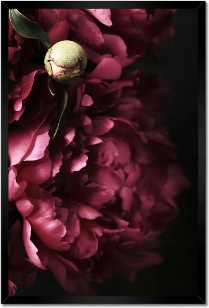 Poszterek keretben 40x60 Gyönyörű lila bazsarózsa