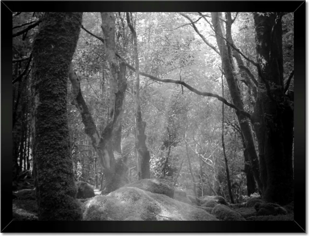 Poszterek keretben 40x30 Rejtélyes erdő Sugár