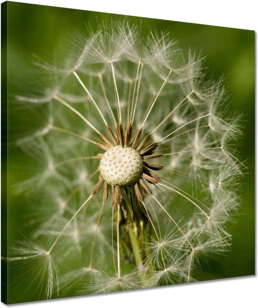 Vászonkép 40x40 Pitypang Virág Virágok