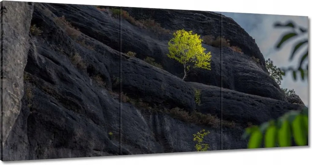 Festmények 120x60 Fa Fák Kilátás