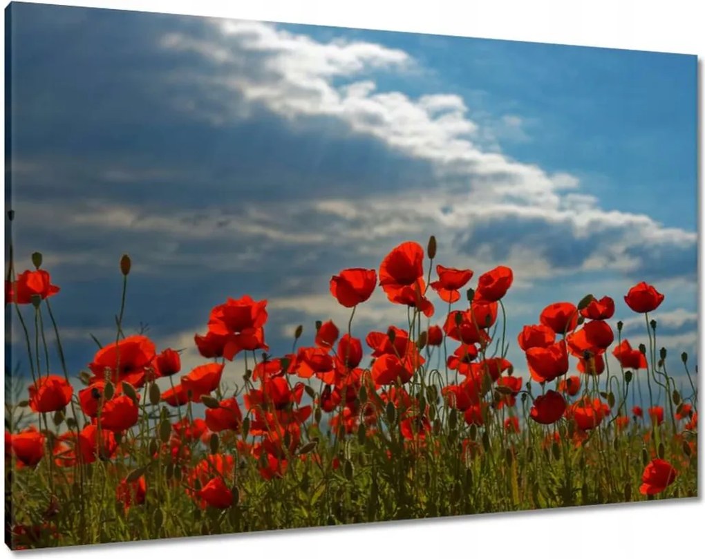 Vászonkép 100x70 Pipacs Virágok