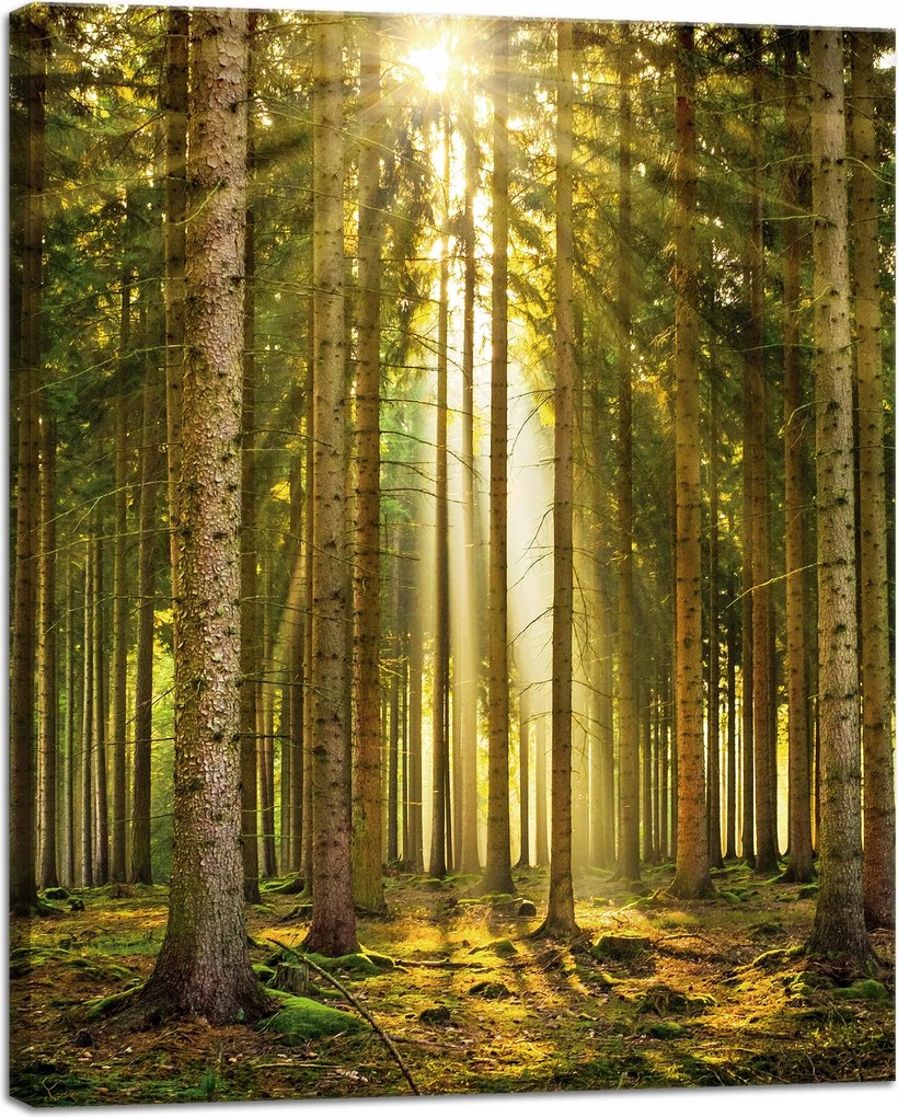 Vászonkép Erdő Fák Nap Természet Tavasz 40x50 cm