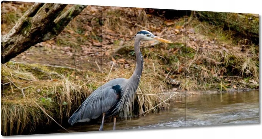 Vászonkép 120x60 Kalapos madár Tájkép Kilátás