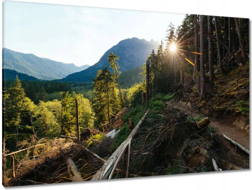 Vászonkép 120x80 Hegyek Napfény Erdő Ösvény