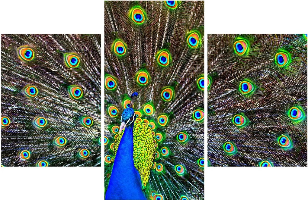 Kép - Páva (90x60 cm)