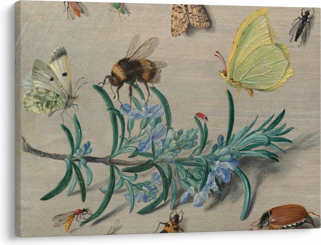 Kép - Jan van Kessel the Elder, Insects and a Sprig of Rosemary, reprodukciók (70x50 cm)