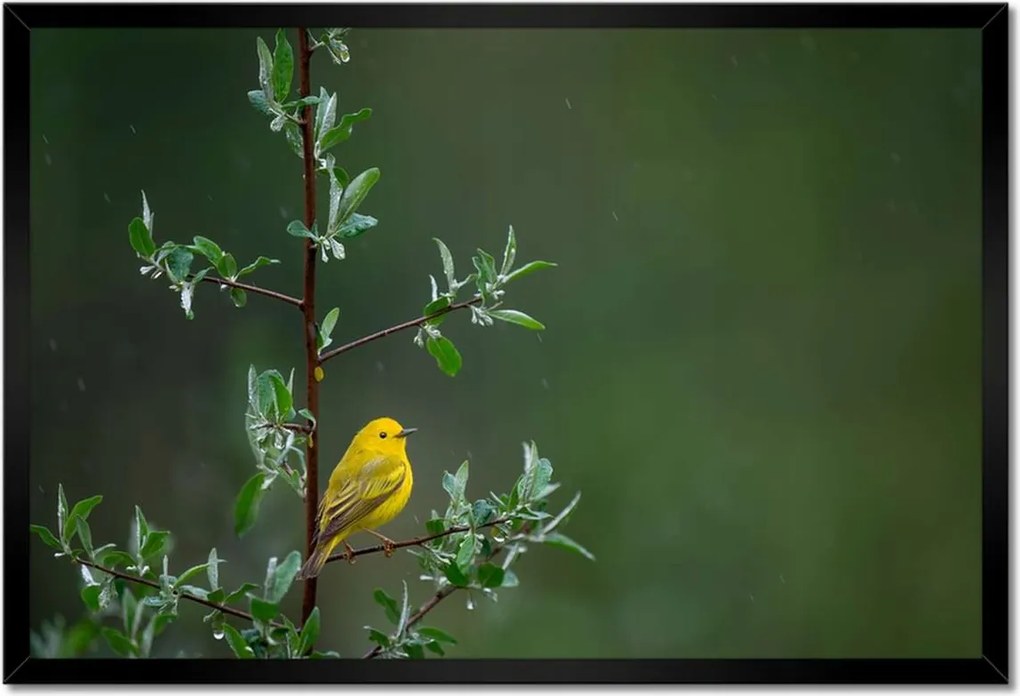 Poszterek keretben 60x40 Madarak