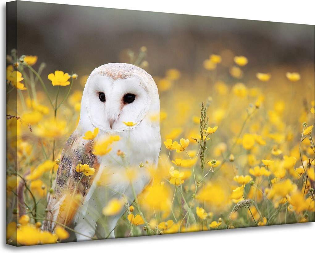 Vászonkép Fehér Bagoly Virágok Természet Rét Természet Állatok 90x60