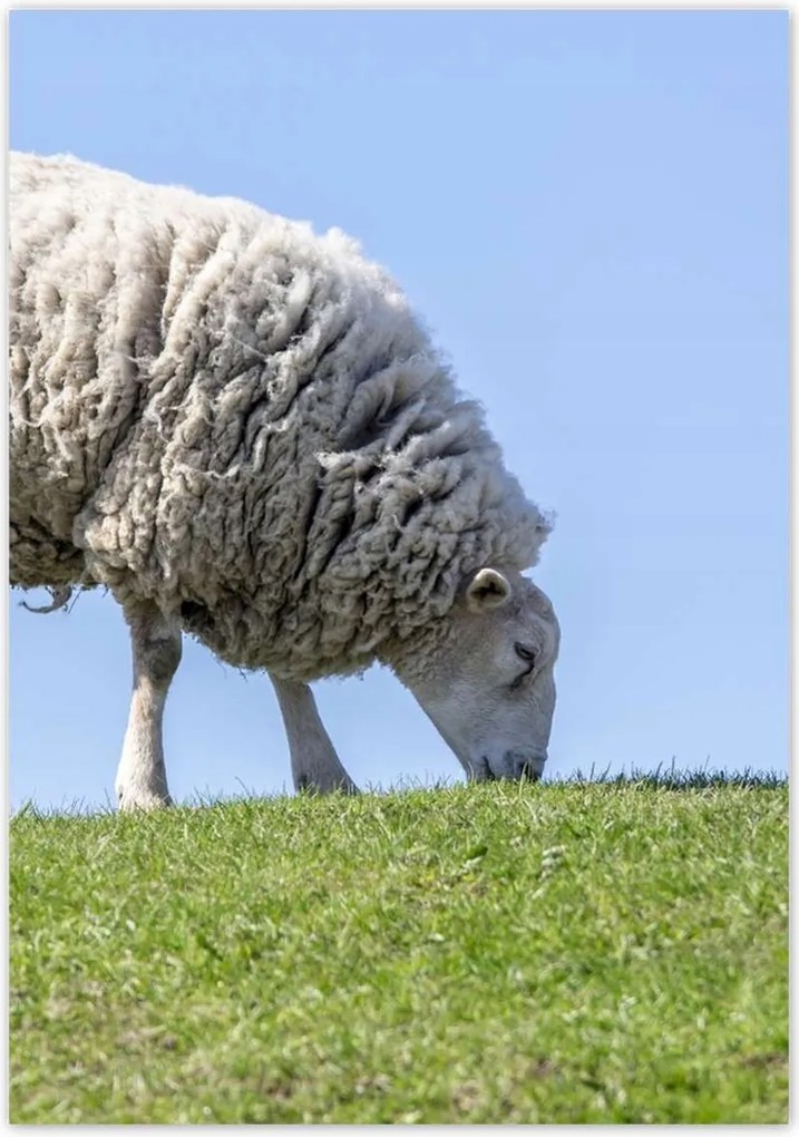 Poszterek 70x100 Bárány legeltetés közben