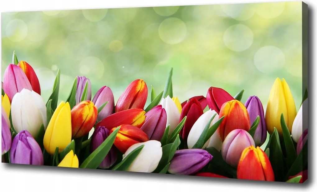 Vászonkép Színes tulipánok 100x70 cm