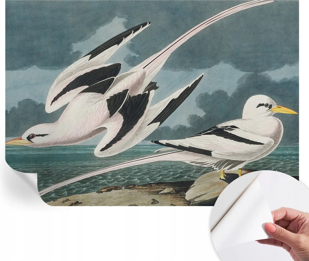 Divatos öntapadós fali tapéta Madarak a tengerparton 312x219 cm