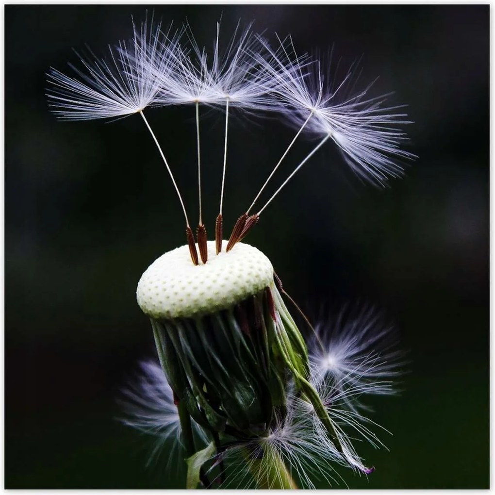 Poszterek 100x100 Pitypang Virág Virágok