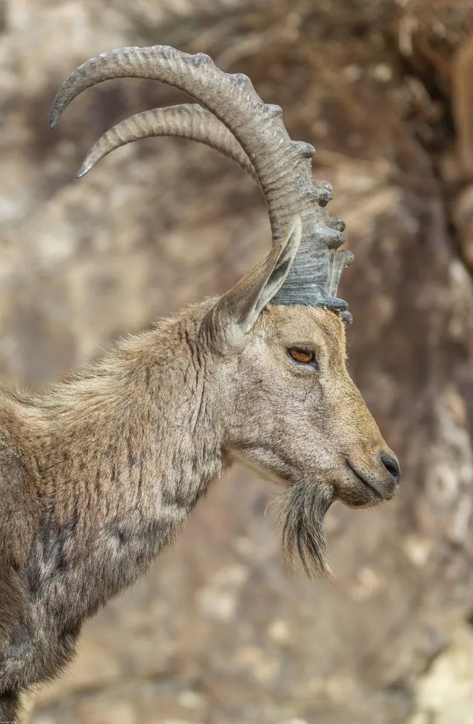 Poszter 53x81cm Nubiana Ibex 6, Assaf Frank