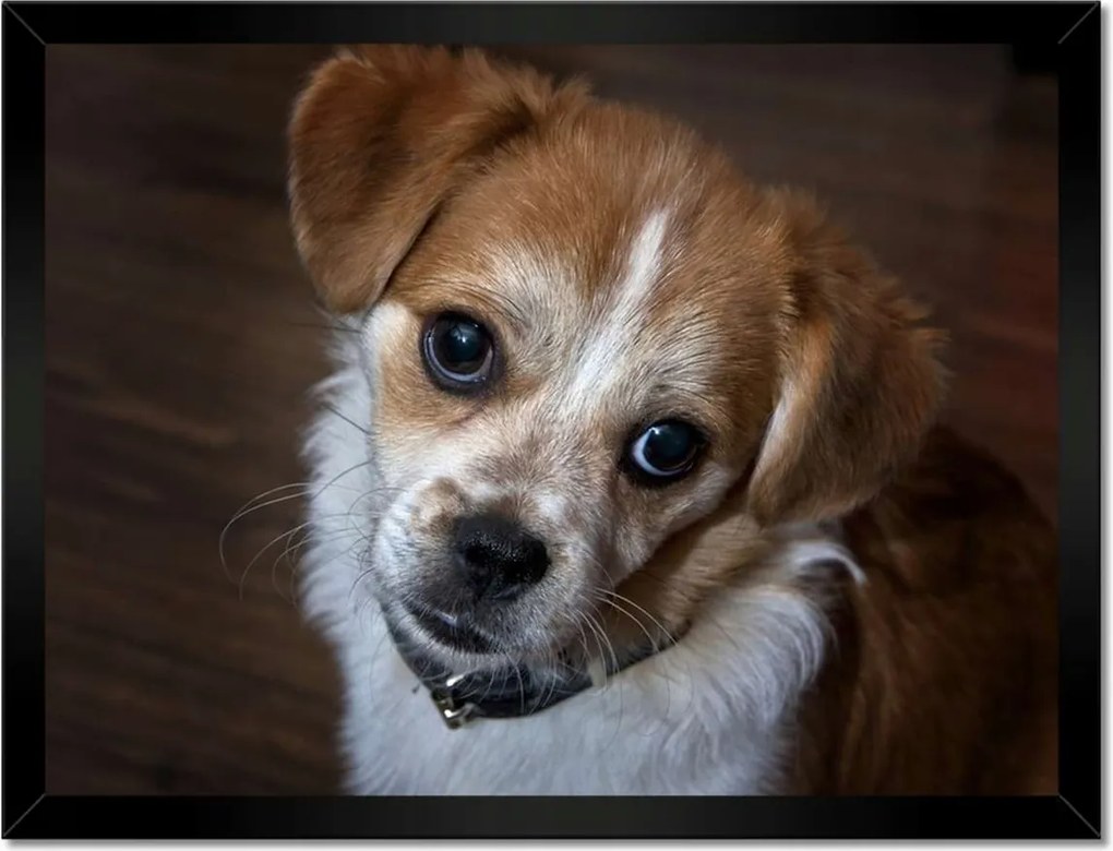 Poszterek keretben 40x30 Kutya