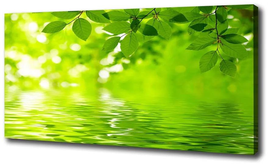 Vászonkép nyomtatás Zöld levelek pl-oc-100x50-f-41296480