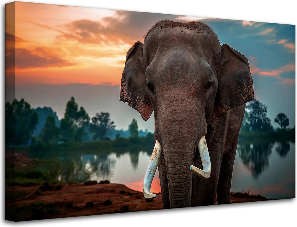 Vászonkép Gyönyörű Ég Elefánt Természet 80x50 cm Ideális ajándék