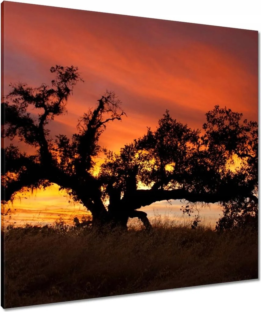 Vászonkép 80x80 Akác Afrikában