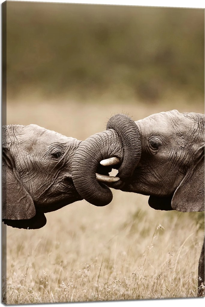 Vászonkép Elefántok találkozása Afrika Természet 40x60 cm Ideális ajándék