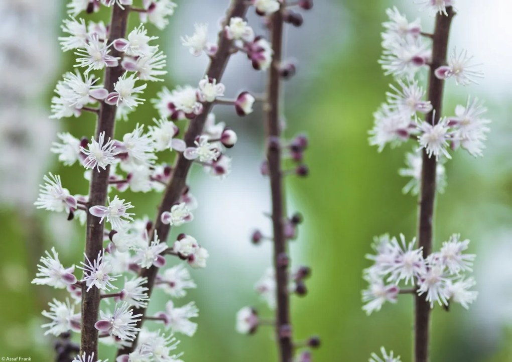 Poszter 29,7x21cm Virágok Actaea, Assaf Frank