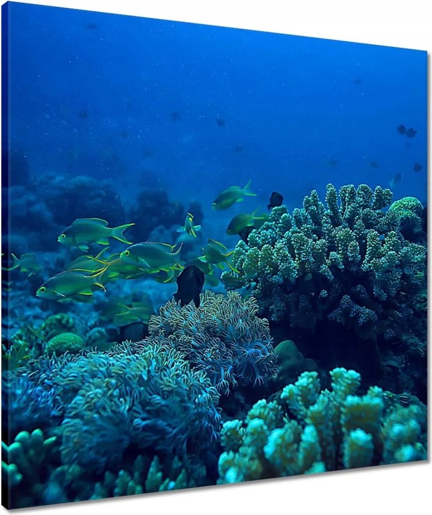 Vászonkép 60x60 Laguna Korallok Óceán