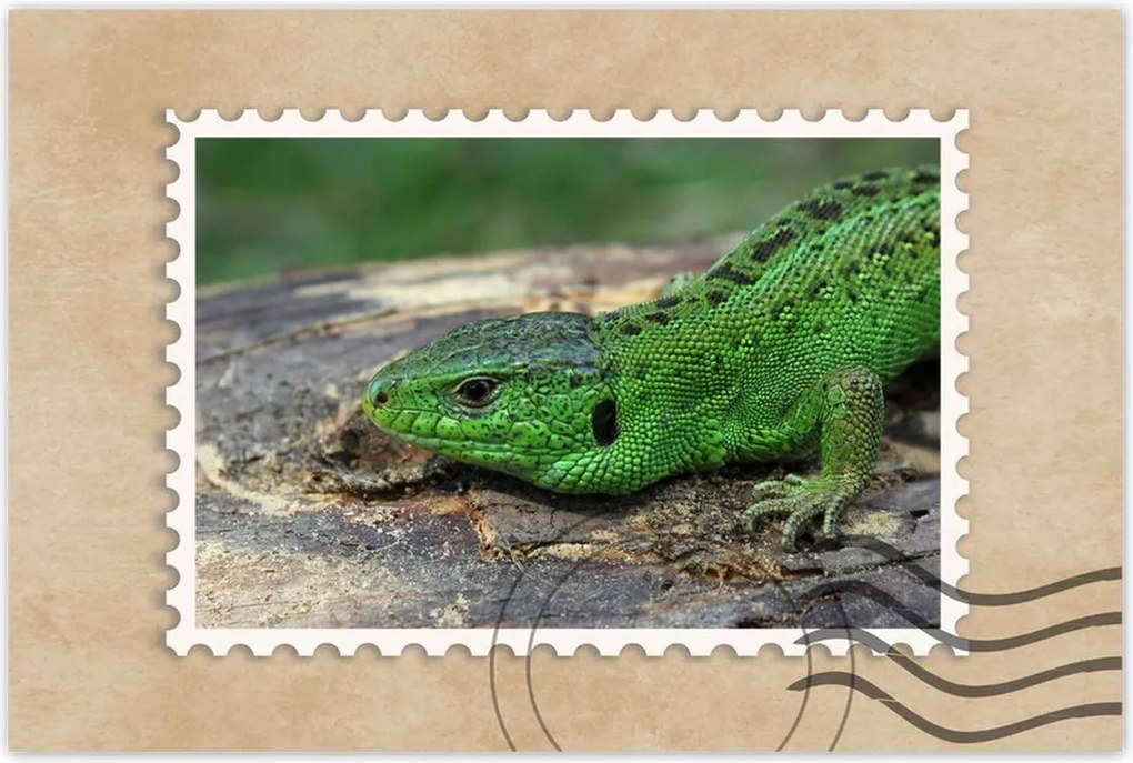 Poszter 60x40 Zöld gyík