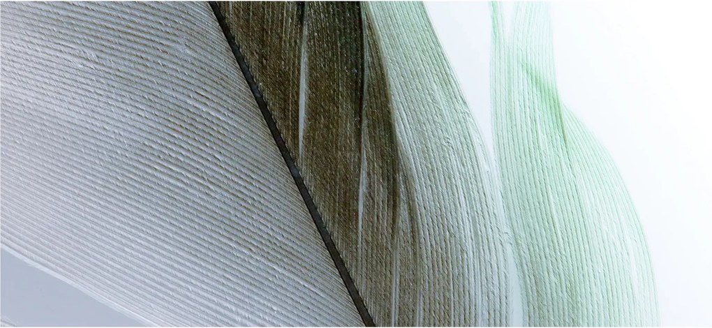 Kép - Tollak, makro (120x50 cm)