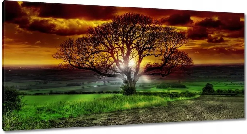 Festmények 115x55 Varázslatos fa tájkép