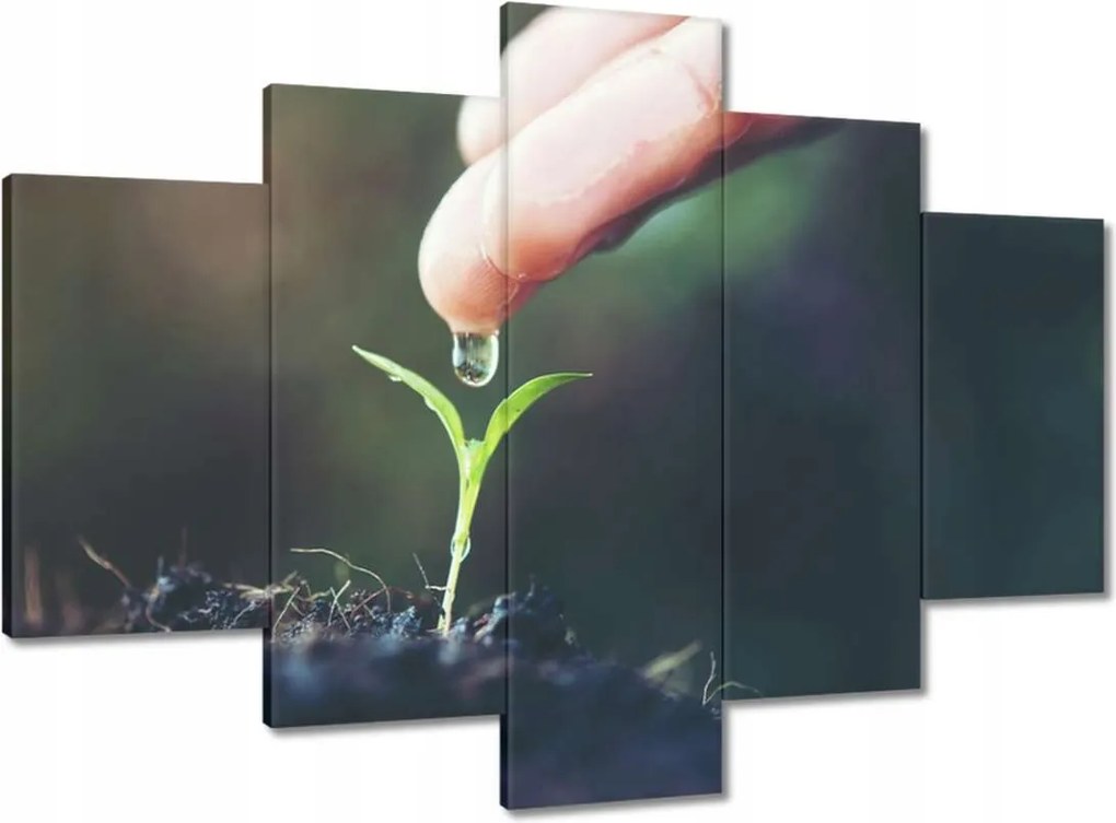 Képek 150x105 Palánta növény csepp